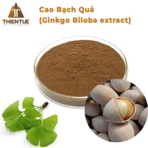 cao-bach-qua-ginkgo-biloba-extract