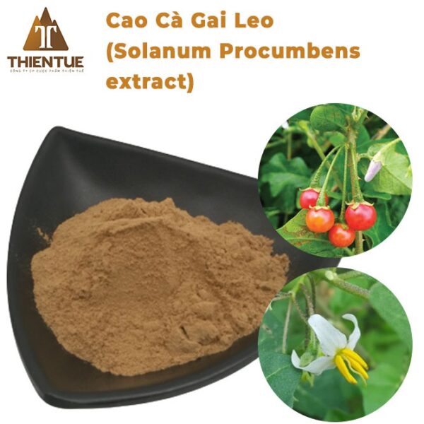 cao-ca-gai-leo-solanum-procumbens-extract