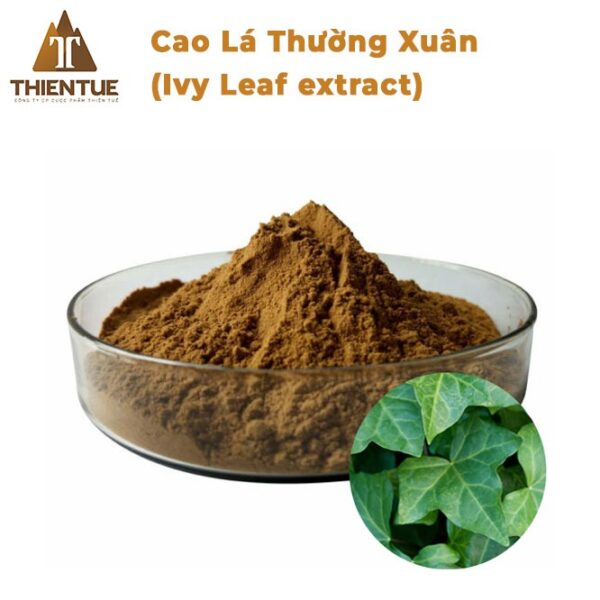 cao-la-thuong-xuan-ivy-leaf-extract