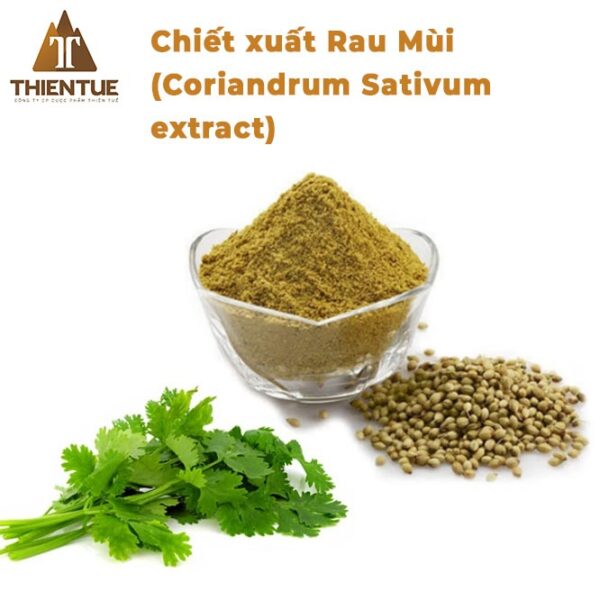 chiet-xuat-rau-mui-coriandrum-sativum-extract