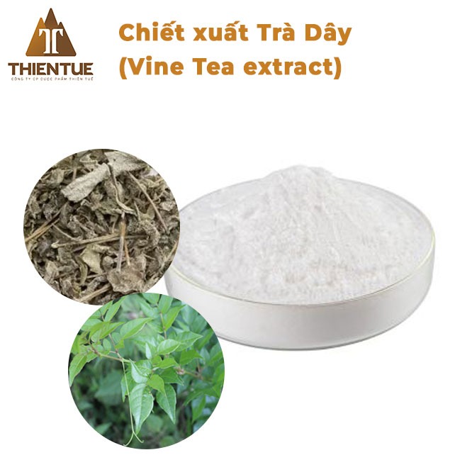 chiet-xuat-tra-day-vine-tea-extract