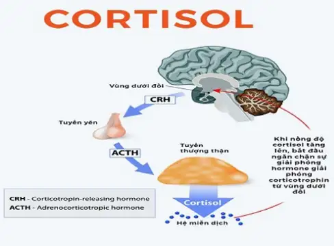 co-che-cortisol