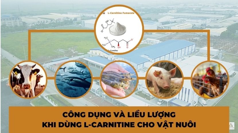 cong-dung-va-lieu-luong-phu-hop-khi-dung-l-carnitine-cho-vat-nuoi
