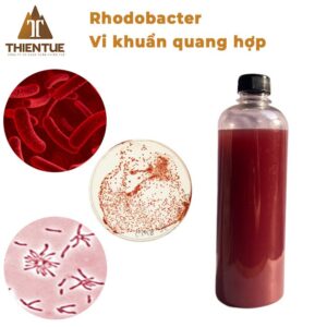 rhodobacter-vi-khuan-quang-hop