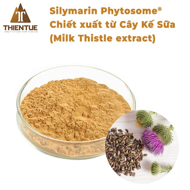 silymarin-phytosome-chiet-xuat-tu-cay-ke-sua-silymarin-phytosome-milk-thistle-extract