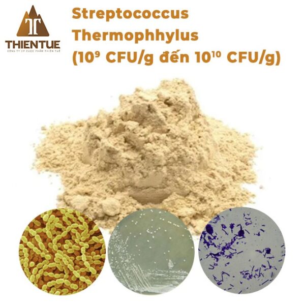 streptococcus-thermophhylus