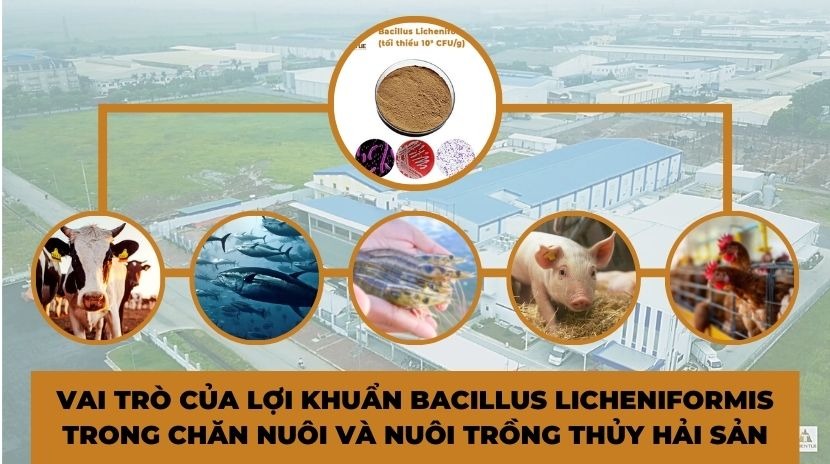 vai-tro-cua-loi-khuan-bacillus-licheniformis-trong-chan-nuoi-va-nuoi-trong-thuy-hai-san