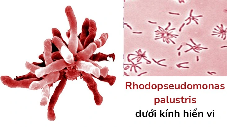 rhodobacter-Rhodopseudomonas-palustris-suc-manh-cua-vi-khuan-quang-duong-trong-nuoi-trong-thuy-san-2