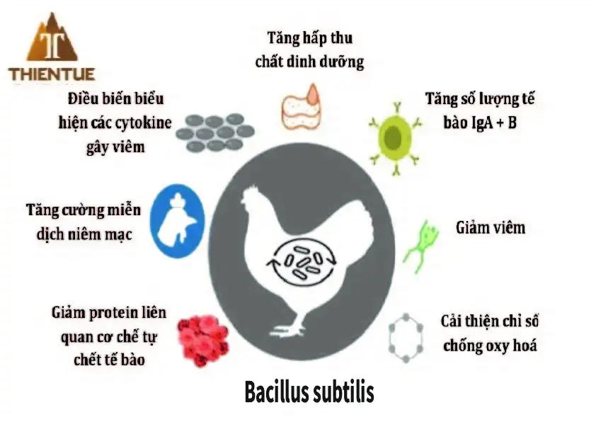 anh-huong-cua-bacillus-subtilis-doi-voi-vat-nuoi