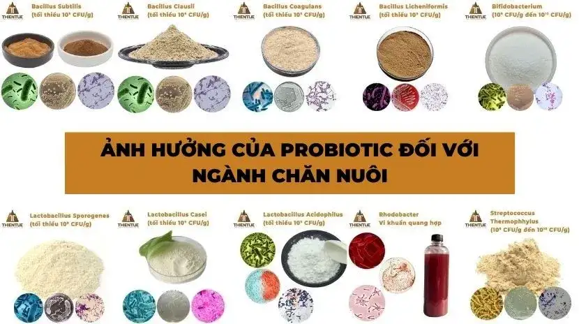 anh-huong-cua-probiotic-doi-voi-nganh-chan-nuoi