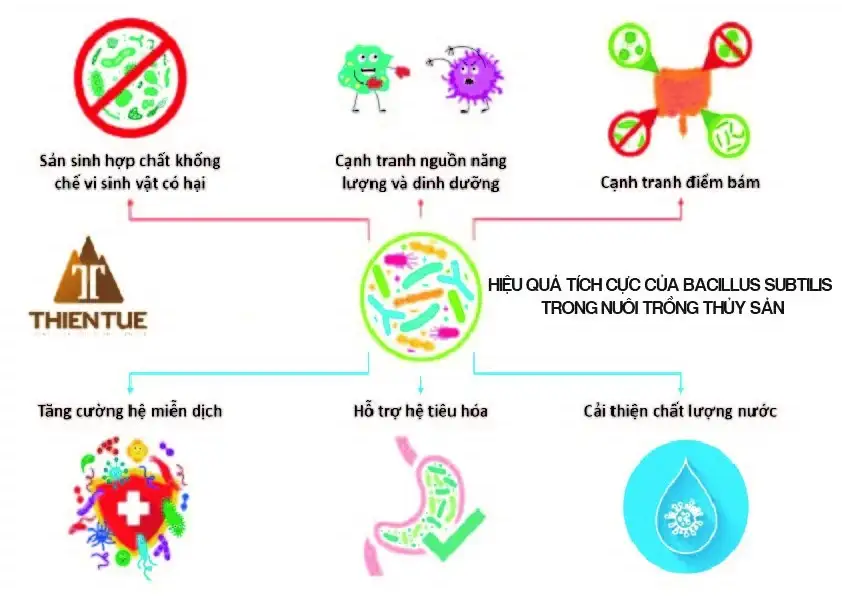 hieu-qua-cua-bacillus-subtilis