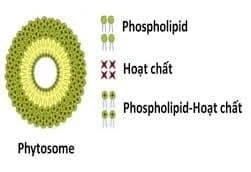 cau-tao-của-phytosome