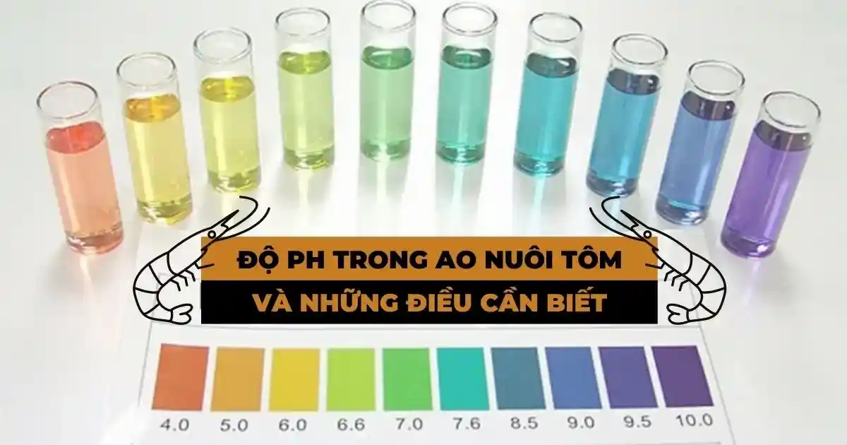 do-pH-tren-tom-va-nhung-dieu-can-biet
