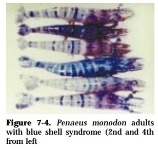 hoi-chung-tom-bi-xanh-than-blue-color-syndrome-shrimp