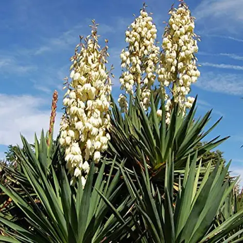 yucca-schidigera