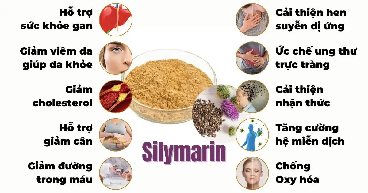 top-10-cong-dung-chua-benh-cua-silymarin